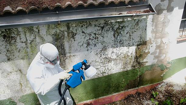 Trusted Black Mold Removal service in Brandy Station, VA - Cheap Mold Removal